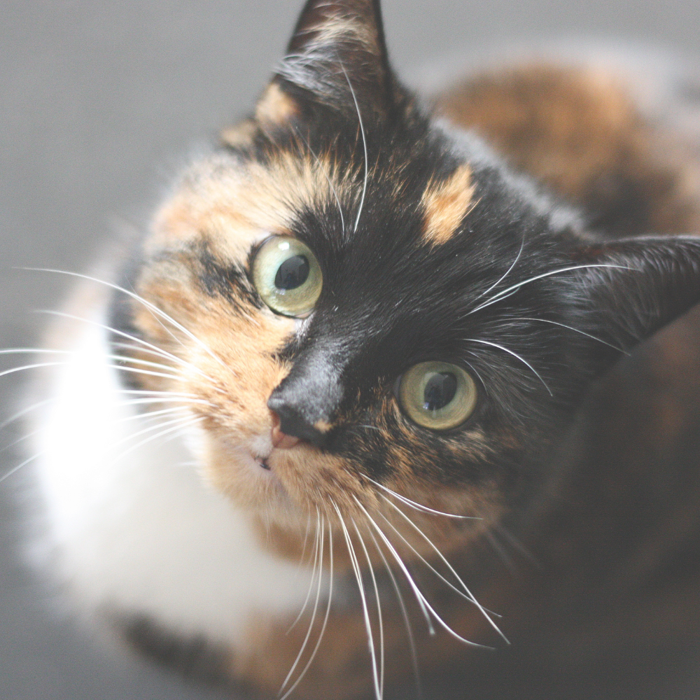 Vertical Space is Essential for Cats