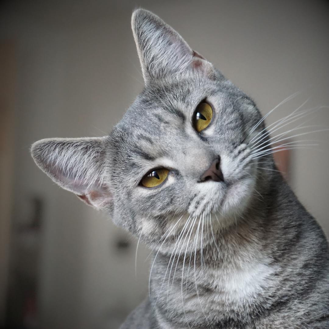 Welcome, Human – The Basics of Being a Good Cat Servant