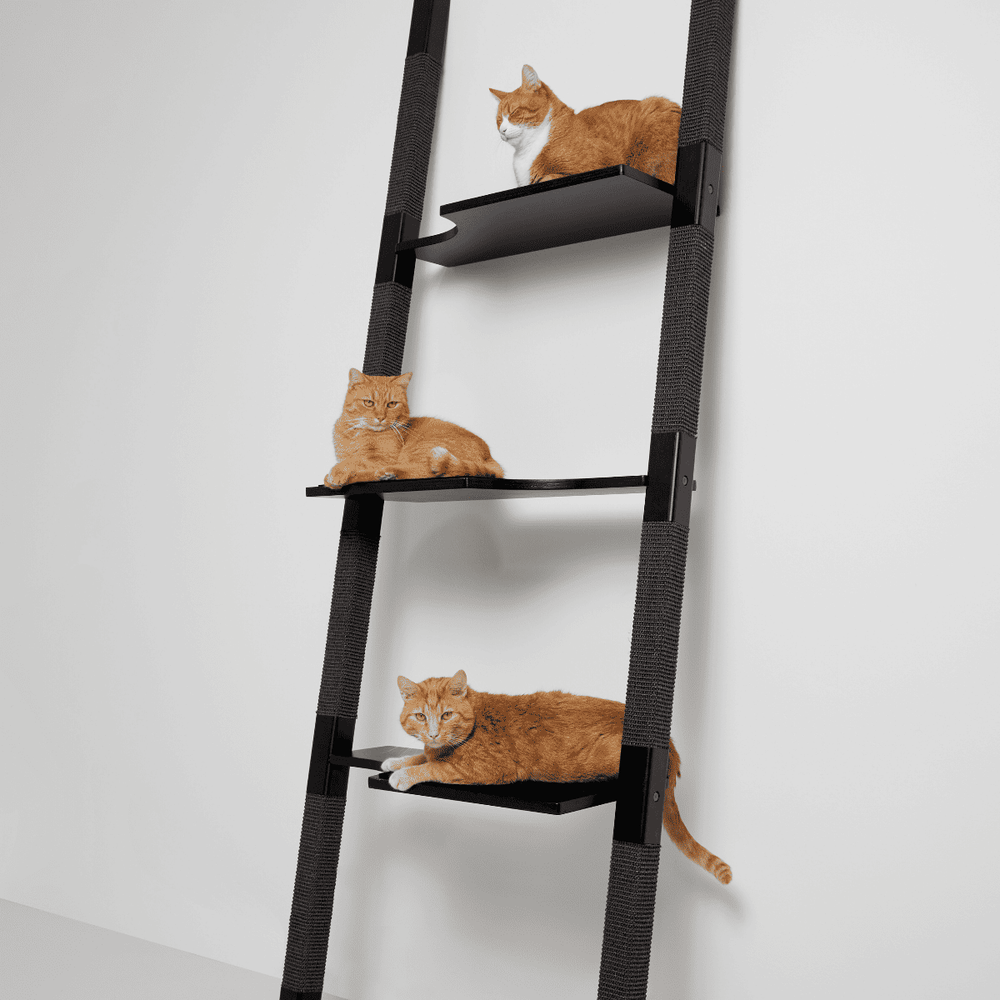 Design-Kratzbaum H-Tree H3 aus lackiertem Echt-Holz in Schwarz mit schwarzem Sisal – drei rote Katzen entspannen auf den Ebenen, vor heller Wand in modernem Interior